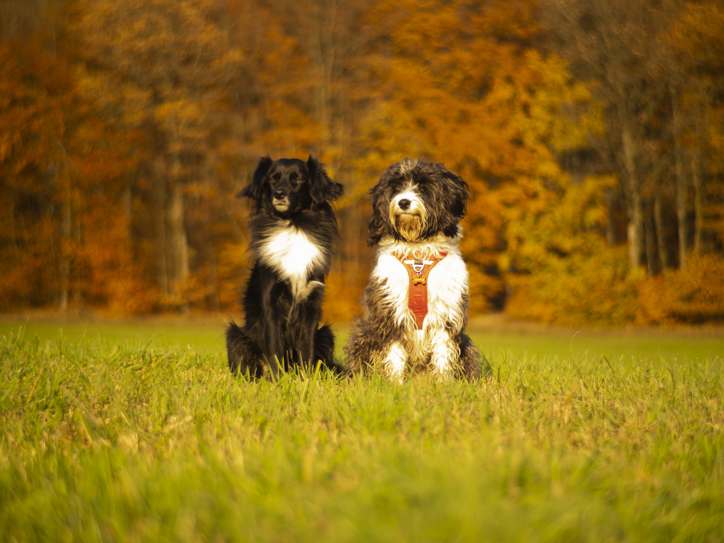 Herbst in der Eifel mit Johnny und Lotta 