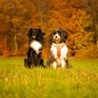 Herbst in der Eifel mit Johnny und Lotta 