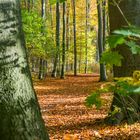 Herbst in der Eilenriede - Hannover