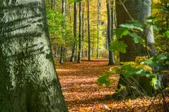 Herbst in der Eilenriede - Hannover