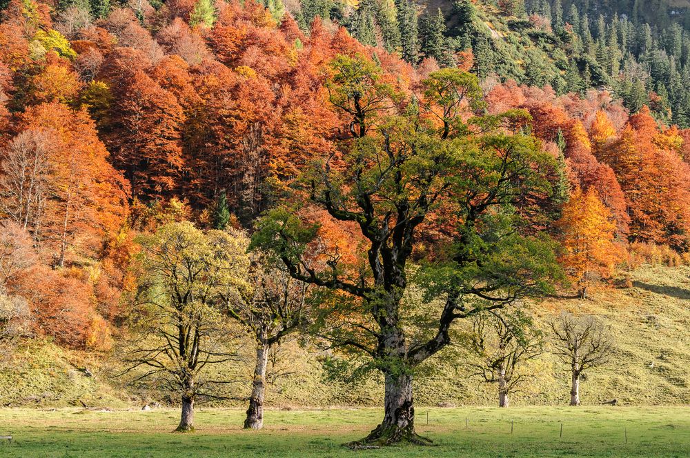 Herbst in  der Eng