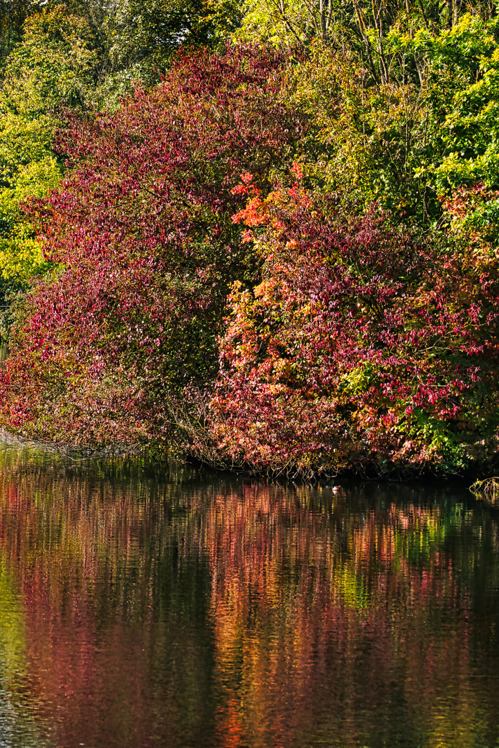 Herbst in der Ennepe-Aue Wasser-Farben