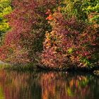 Herbst in der Ennepe-Aue Wasser-Farben