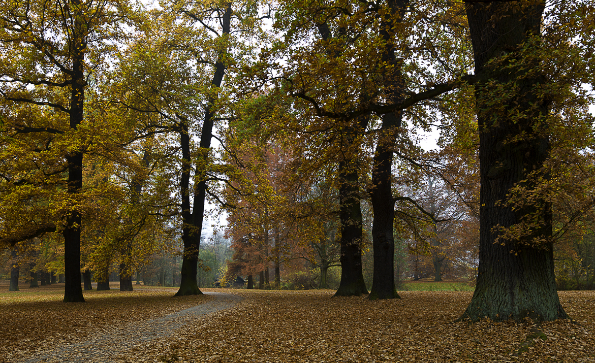 Herbst in der Fuldaaue...