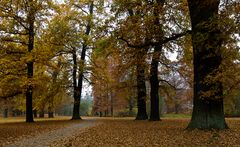 Herbst in der Fuldaaue...