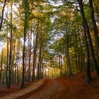 Herbst in der Granitz