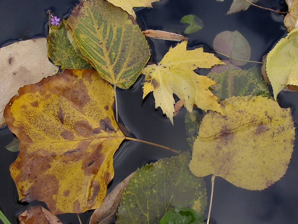 Herbst in der GRUGA