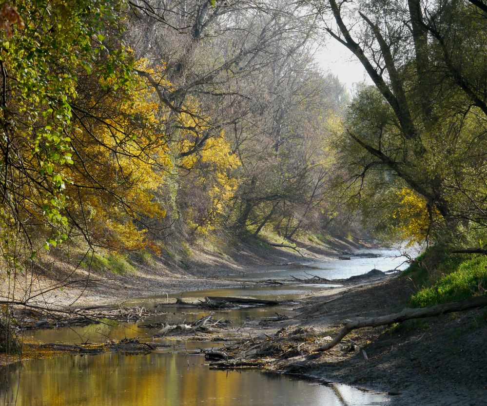 Herbst in der Hainburger Au