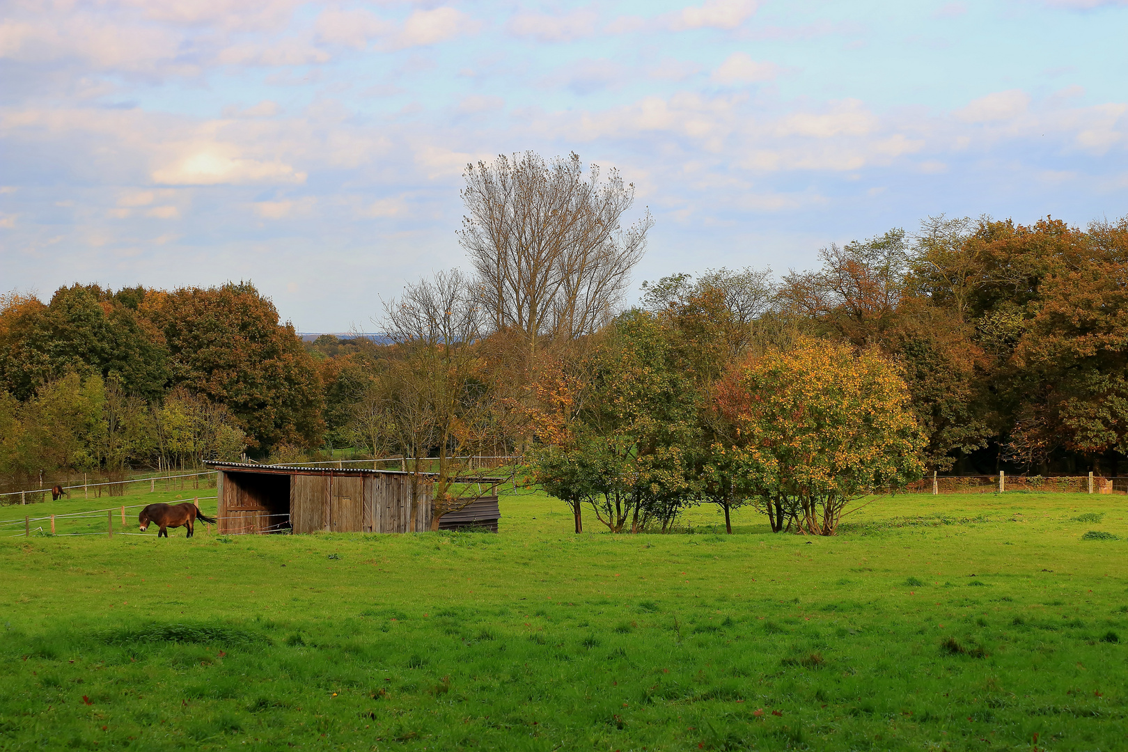 Herbst in der Hees