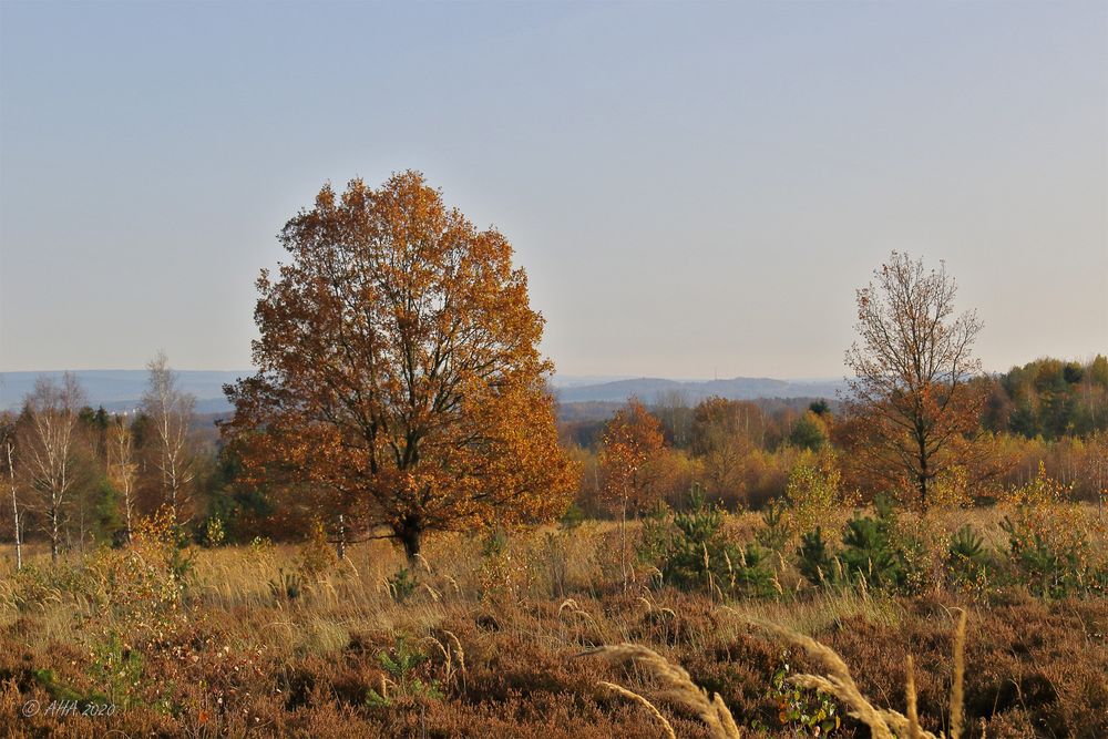 Herbst in der Heide