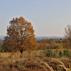 Herbst in der Heide