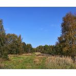 Herbst in der Heide - 1