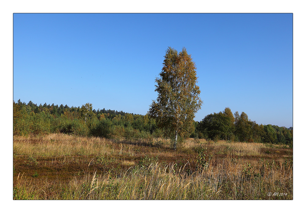 Herbst in der Heide - 3