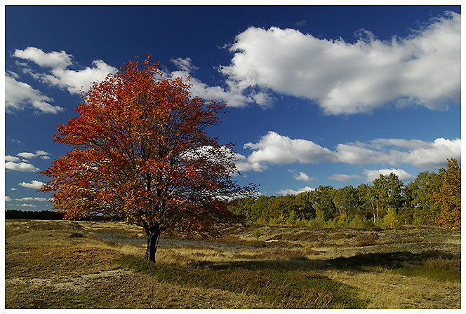 Herbst in der Heide