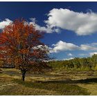 Herbst in der Heide