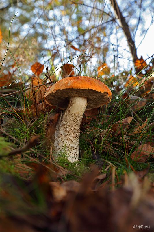 Herbst in der Heide - 4