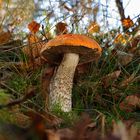 Herbst in der Heide - 4