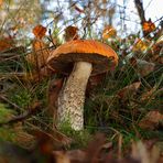 Herbst in der Heide - 4