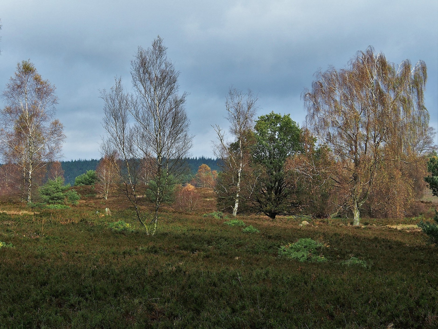 Herbst in der Heide 