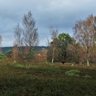 Herbst in der Heide 