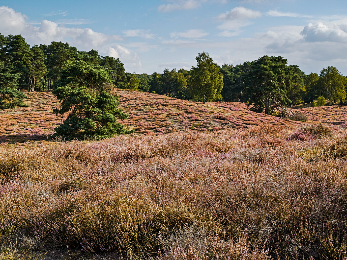 Herbst in der Heide 