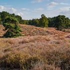 Herbst in der Heide 