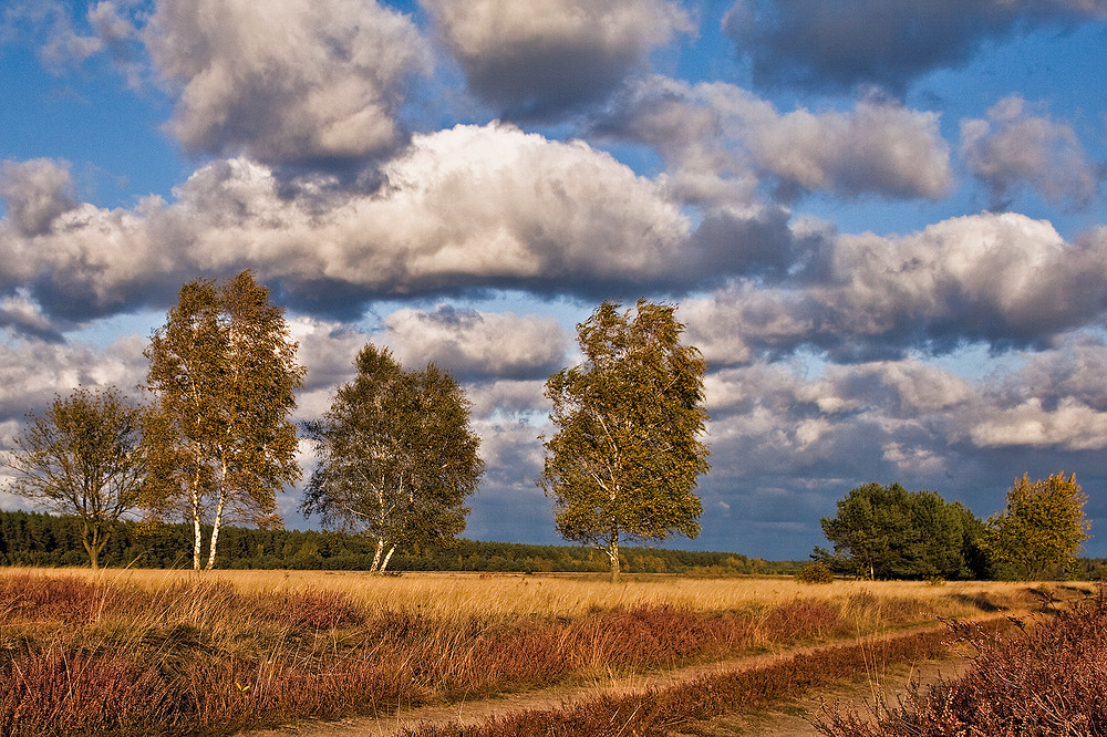 Herbst in der Heide