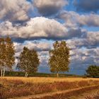 Herbst in der Heide