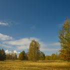 Herbst in der Heide