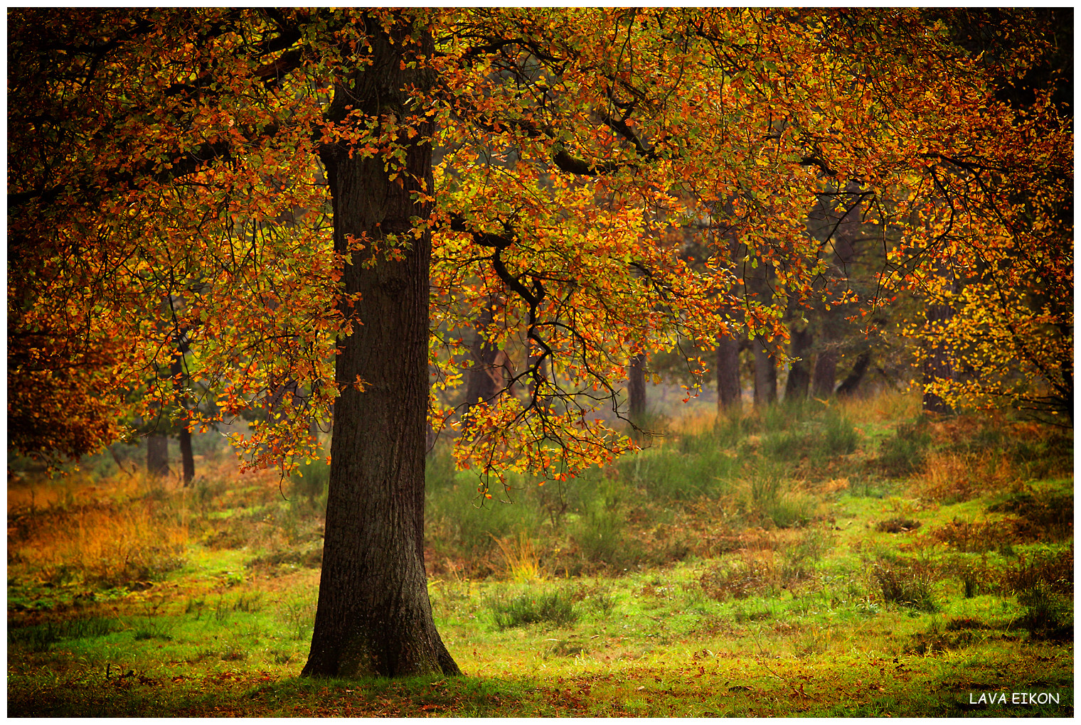 Herbst in der Heide