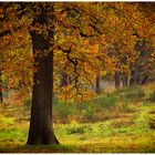 Herbst in der Heide