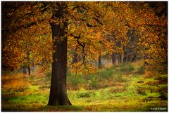 Herbst in der Heide