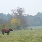 Herbst in der Heide