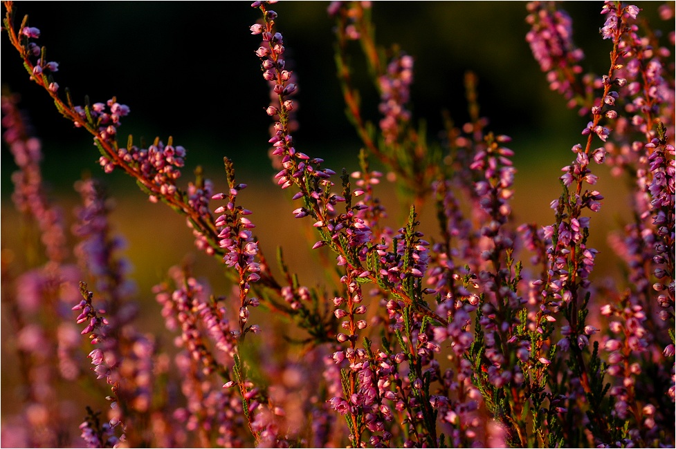 Herbst in der Heide