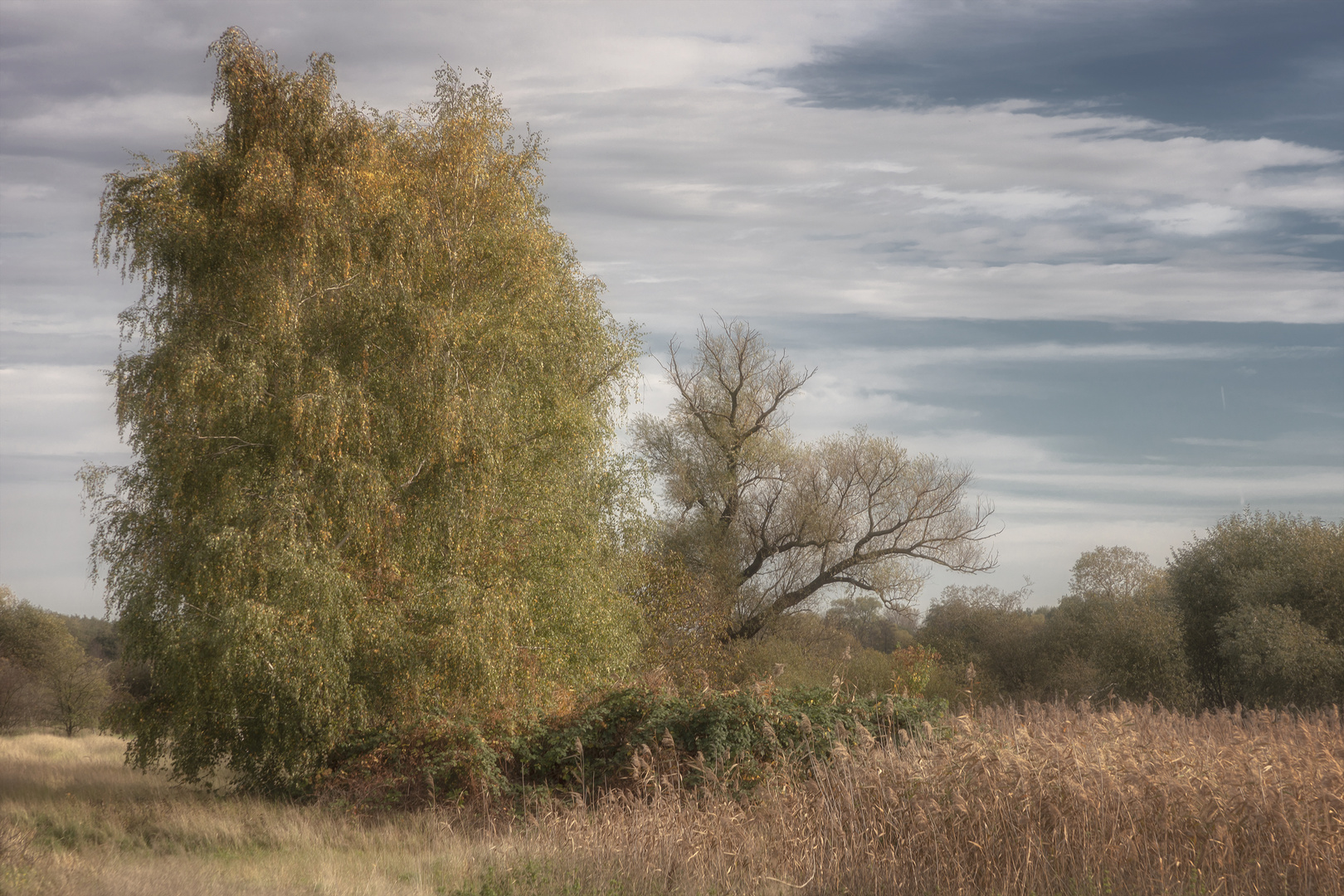 herbst in der heide