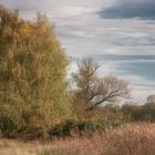 herbst in der heide