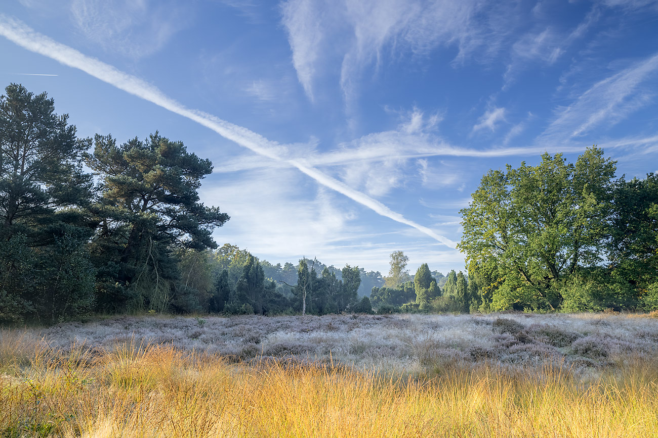 Herbst in der Heide