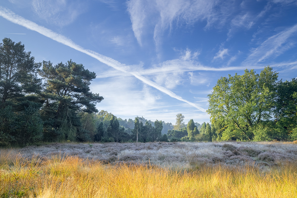 Herbst in der Heide