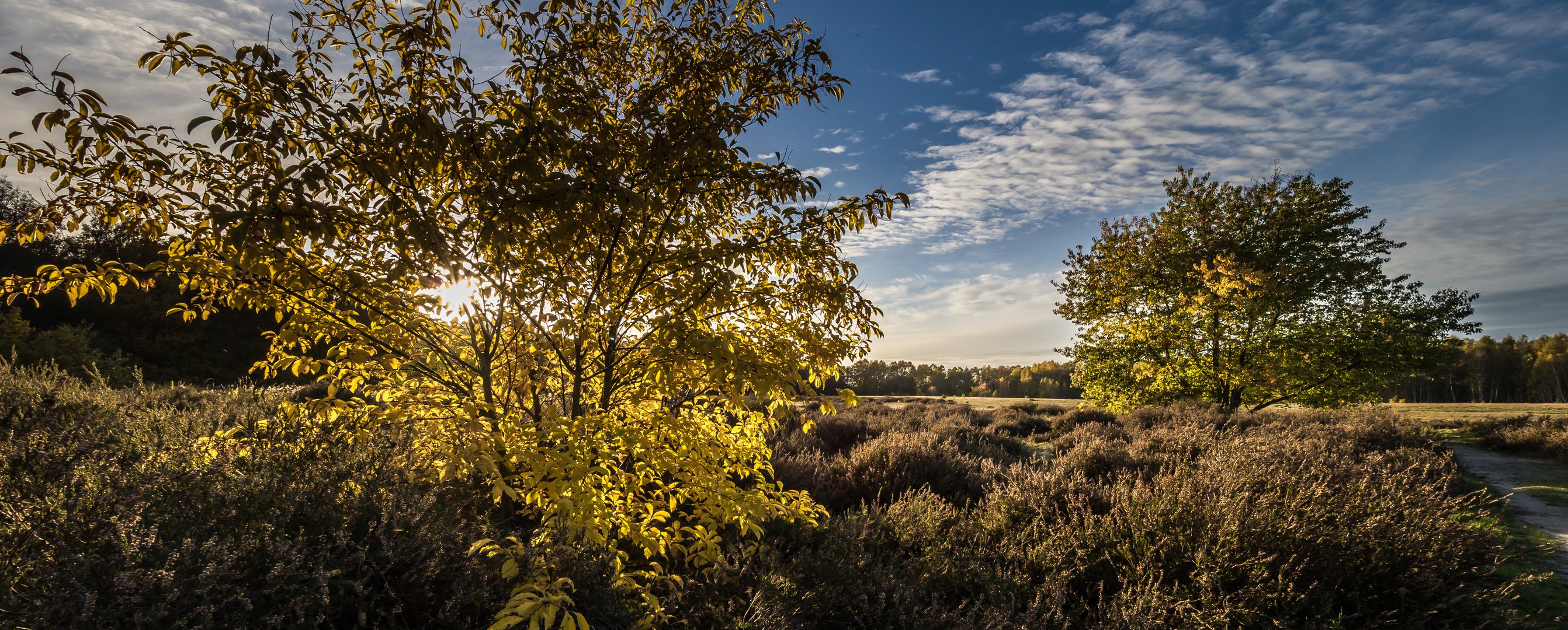 ****Herbst in der Heide****