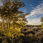 ****Herbst in der Heide****