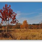 Herbst in der Heide