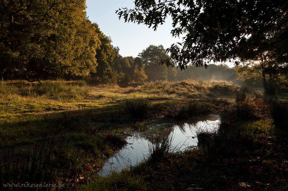 Herbst in der Heide