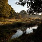 Herbst in der Heide