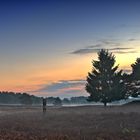 Herbst in der Heide