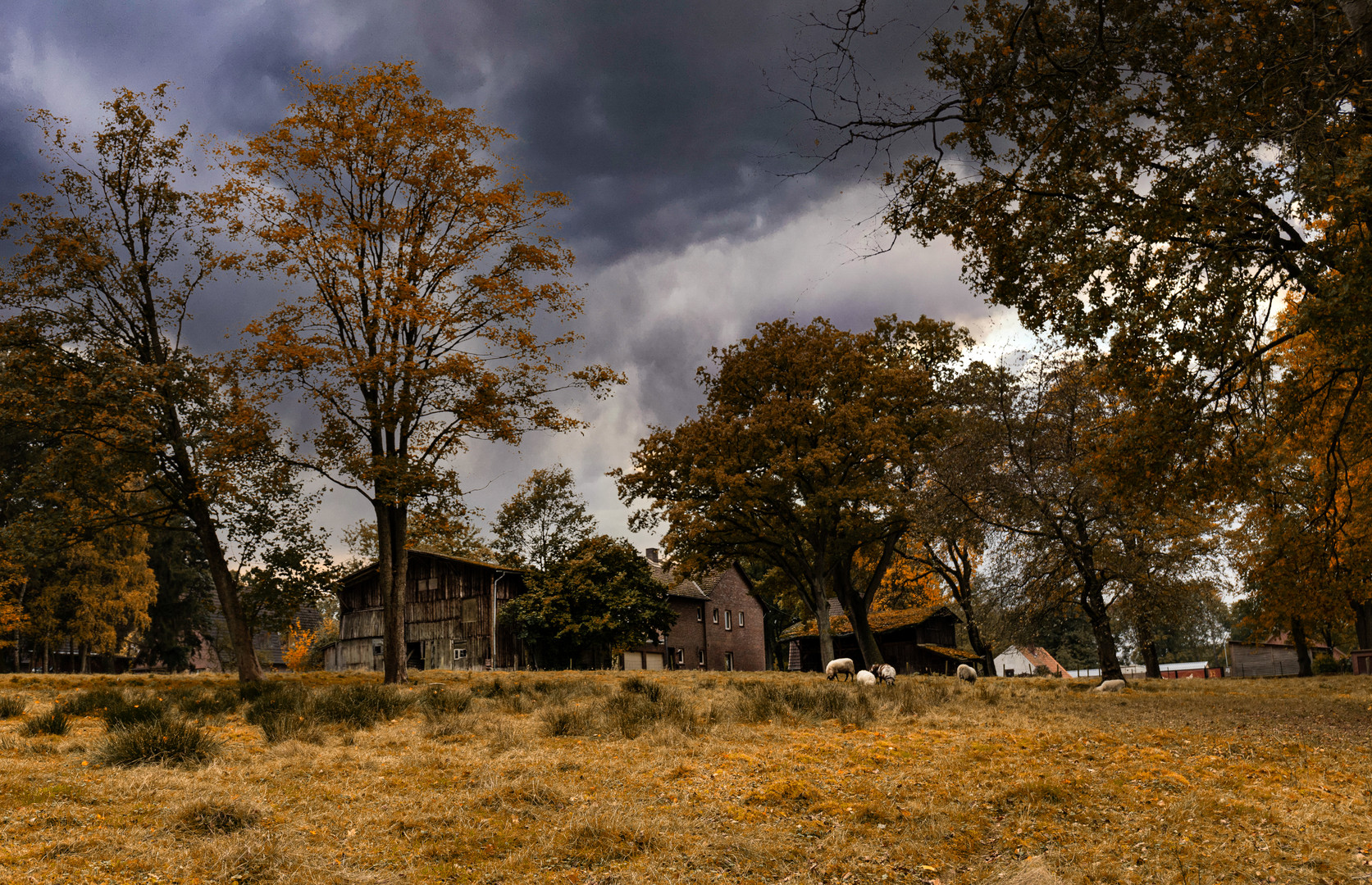 Herbst in der Heide