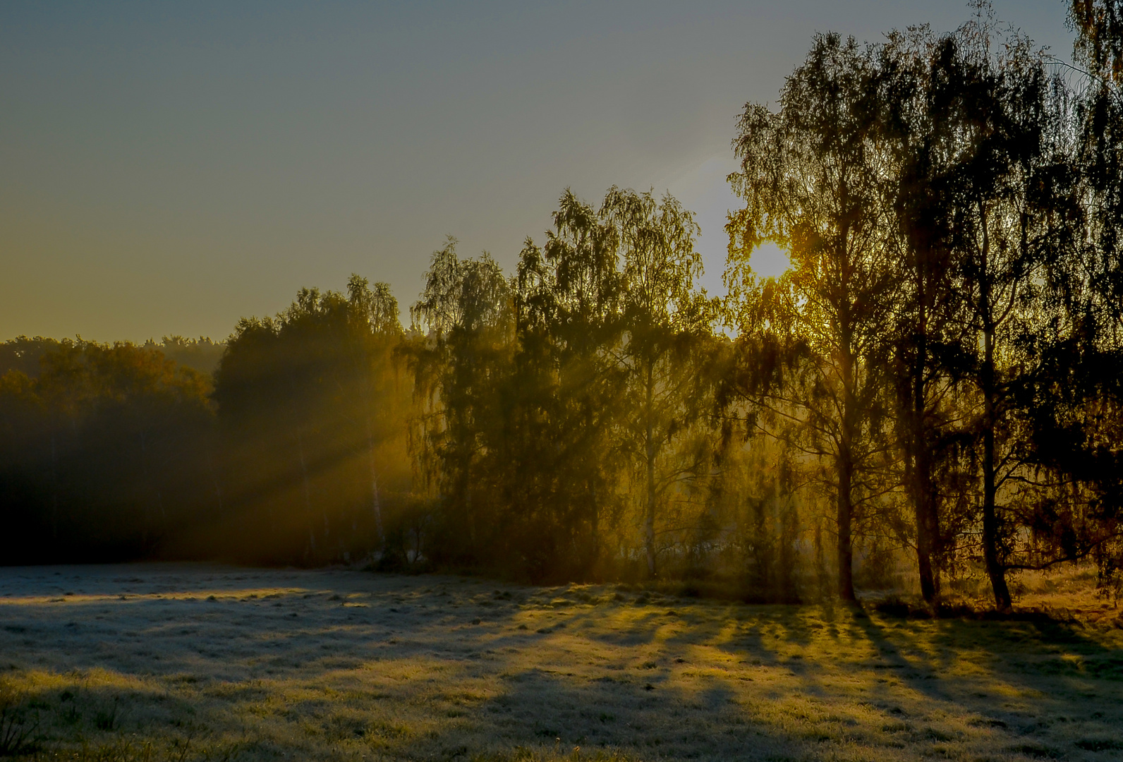 Herbst in der Heide