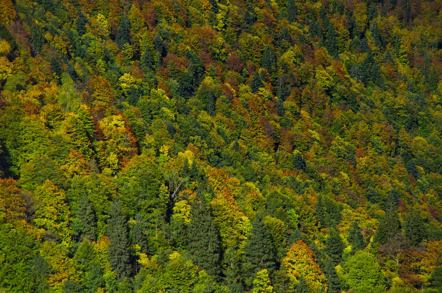 Herbst in der Höllentalklamm