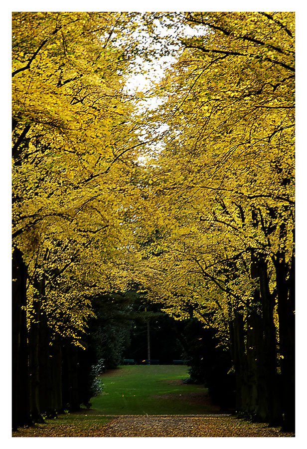 Herbst in der Karlsaue 1