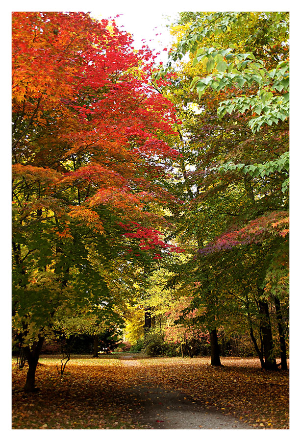 Herbst in der Karlsaue 2