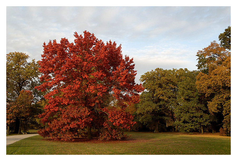 Herbst in der Karlsaue 3